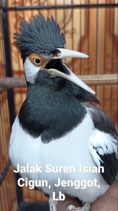 Jalak Suren Gacor Isian Cigun, Jenggot, Lb