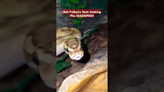 Ball Python's Heat Sensing Pits Explained - You Won't Believe This!