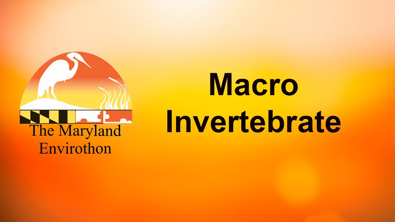 Macro Invertebrate
