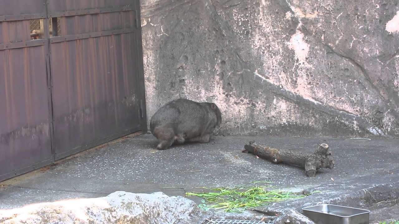 ゴロンするコモンウォンバット 金沢動物園 Youtube