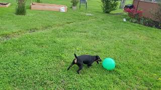 1.5 year old Jagdterrier playing ball