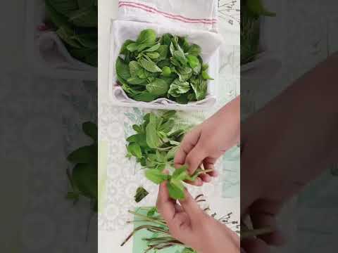 How to keep Mint fresh for long | Mint leaves storage