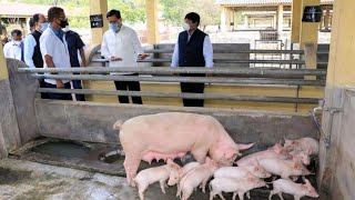Important Guidelines for Pig farmer about African swine fever // গাহৰি বেমাৰ বিষয়ে আলোচনা // Assam