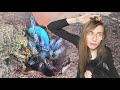 FEEDING my tarantulas BLUE RASPBERRY WORMS (hornworms)