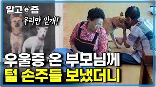 꼬순내 진동 힐링 영상아들이 미국으로 떠난 뒤, 먼 산만 보던 아버지께 강아지 두 마리 보냈더니 │한국기행│알고e즘