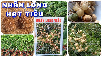 Cây Nhãn long hạt tiêu rất đáng sưu tầm | 0386569374 - Ngọc Ngân Bến Tre | Chuyên cây độc lạ