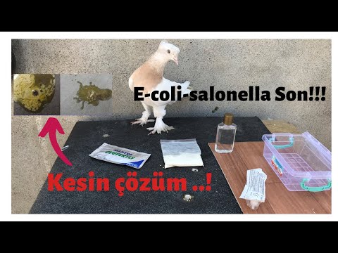 Video: Hamsterlerde Salmonella Enfeksiyonu