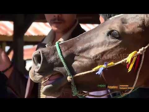 Video: Apakah kuda betina terbesar di bulan?