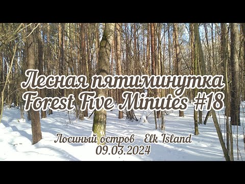 Лесная пятиминутка #18/Гора