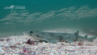 Pintarrojas, tiburones en las islas Cíes.