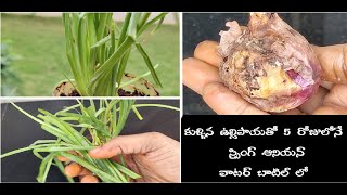 How to grow Spring Onions in telugu/స్ప్రింగ్ అనియన్స్ ఇంట్లో బాటిల్ లో ఇలా పెంచుకోవచ్చు #gardening