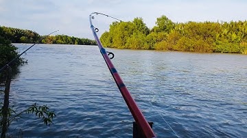 Câu cá ngát sông