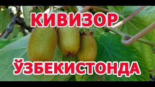картинка: Киви дарахтлари Ўзбекистонда.Киви в Узбекистане.  тел: +99899 700 40 40