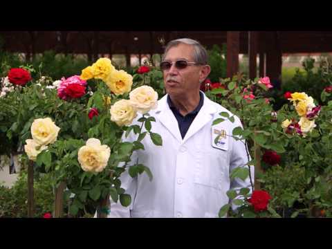 Star Nursery Dr Q Rose Gardening In The Desert