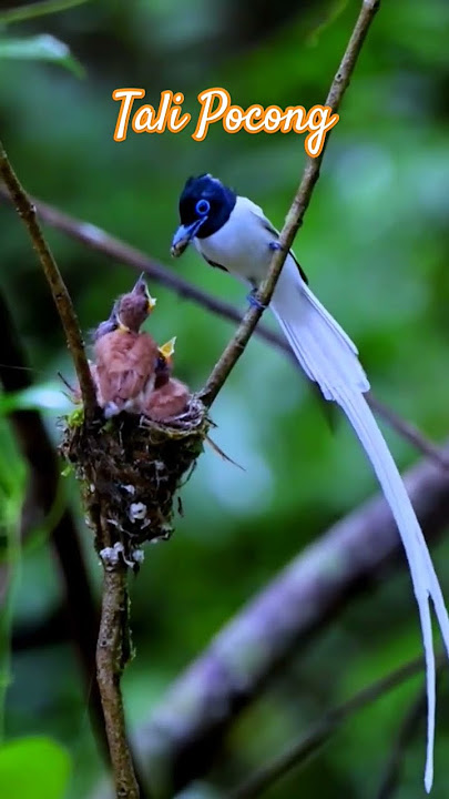 Seriwang #birds #birdschirpinginthewild