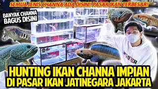 HUNTING CHANNA PALING CANTIK DI PASAR IKAN JATINEGARA JAKARTA! BELI IKAN JAM 3 PAGI TAPI CAKEP!