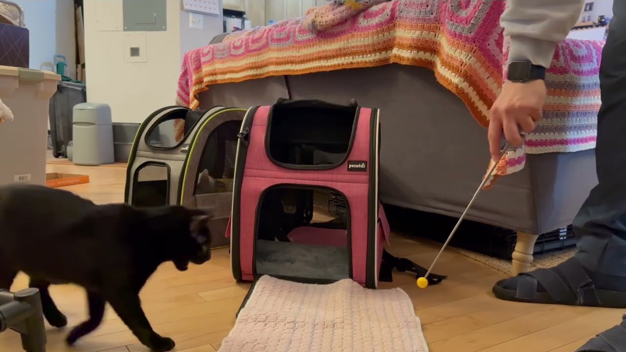 I train my cats to confidently settle on a mat close to their carriers with 