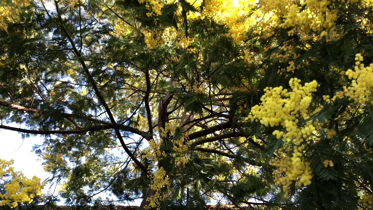 Silver wattle / Mimosa - entire tree - February 2021