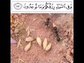 قصه النمله وسيدنا سليمان قصه النمله وسيدنا سليمان