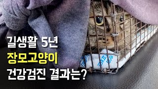 길생활 5년 장모고양이 건강상태는? by 뽀글씨 9,528 views 1 month ago 5 minutes, 13 seconds