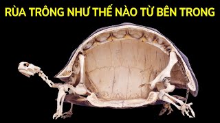 Rùa không thể ra khỏi vỏ + 200 sự thật ngẫu nhiên