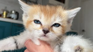 SAND CATS TEACH MAINE COONS TO CATCH LOCUSTS / Announcement of the modernization of lynx enclosures
