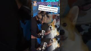 Corgi ASMR #shorts #corgi #streamer