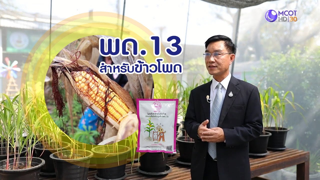 กรมพัฒนาที่ดิน - พด.13 สำหรับข้าวโพด