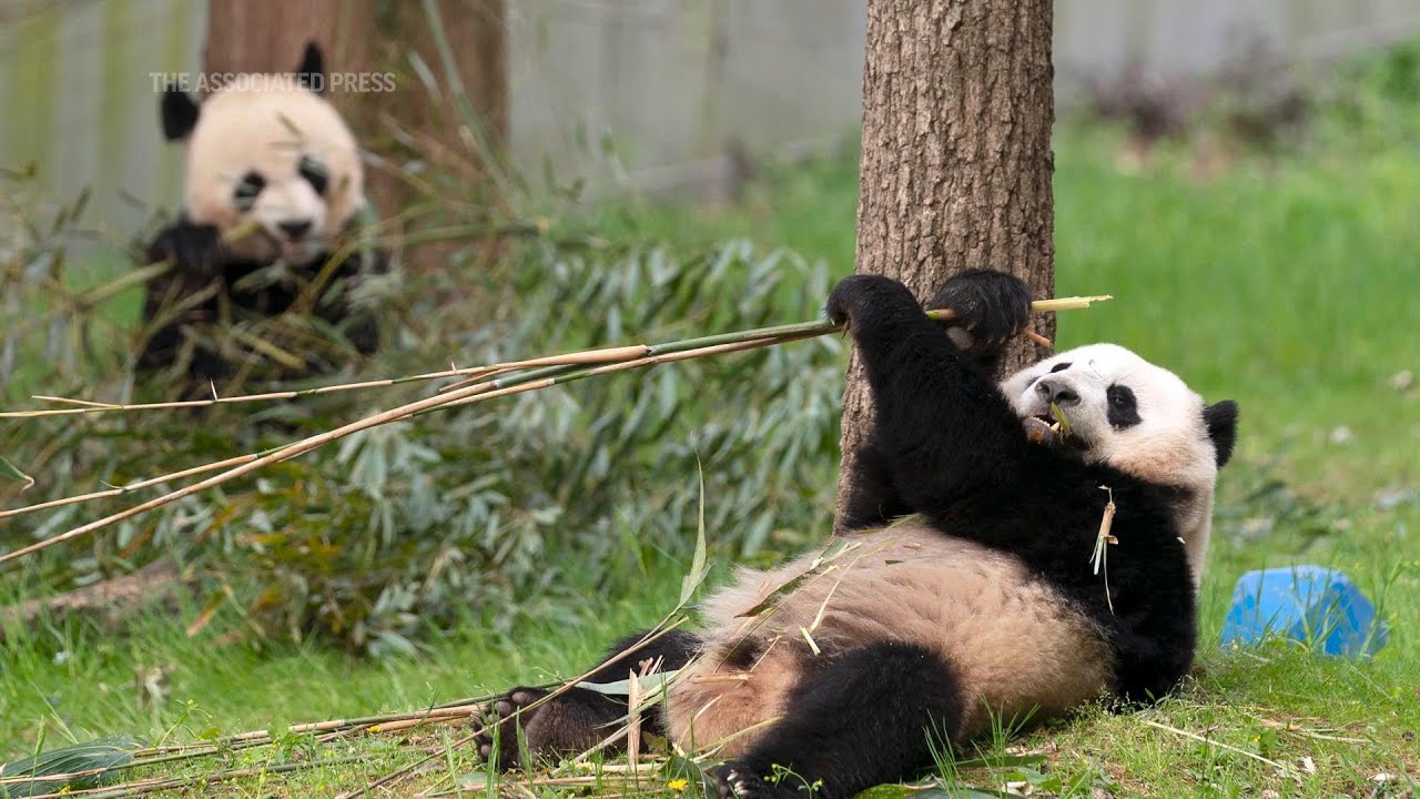 Answer Man: Did panda bears live WNC? Is bamboo native to the area?