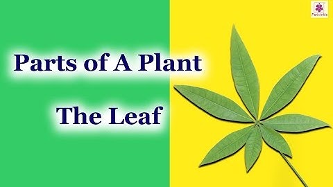 Parts of a Plant - The Leaf | Environmental Studies Grade 3 | Periwinkle