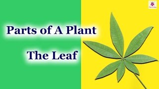 Parts of a Plant - The Leaf | Environmental Studies Grade 3 | Periwinkle
