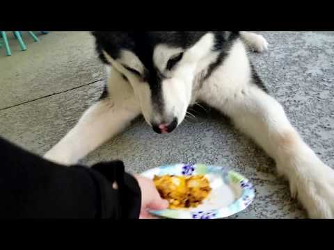 Tonka Eats Taco Pie! Watch ChefBoyOh Tonka Tomorrow to Get the Recipe!