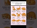 REALMENTE SABE DE SEU GATO? #gatos #desenvolvimentopessoal #mindset #marketingdigital