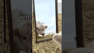 Cow discovers reflection in the mirror