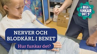 Undersöka Nerver Och Blodkärl I Benen