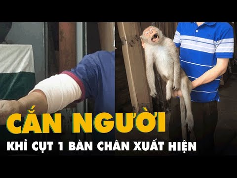 Video Khỉ cụt 1 bàn chân bất ngờ xuất hiện cắn người ở quận... - youtube