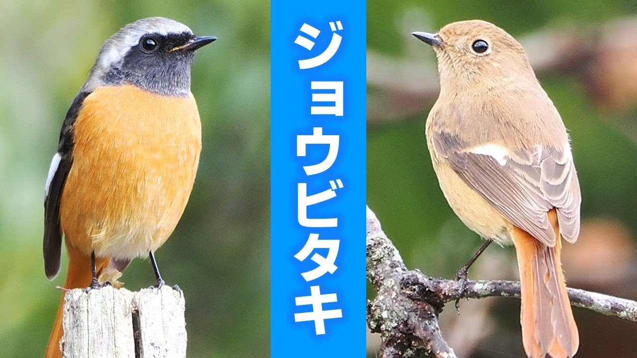 バードカービング ジョウビタキ オス、メス APPS-BICENTENARIO-PRD 