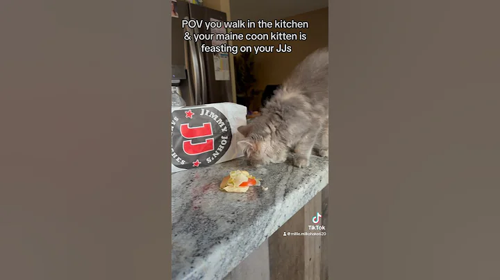 Watch the video about She’s a SAVAGE🤣🤣 #capcut #mainecoon #kitten #sneaky #funny #pets #catvideo #shorts #fyp