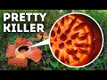 Secrets of Nature You Won’t Find in Biology Textbooks