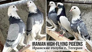 Аж самому захотелось! 🤩 г. Тегеран, Иранские голуби | Iranian highflyers | Tehran | کبوترهای ایران