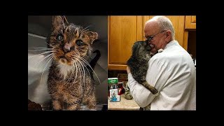 Un vétérinaire a fait un câlin à un chat de 15 ans, puis l'incroyable s’est produit