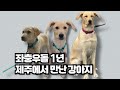 래브라도 리트리버 강아지 1년 성장 일지