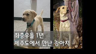 래브라도 리트리버 강아지 1년 성장 일지