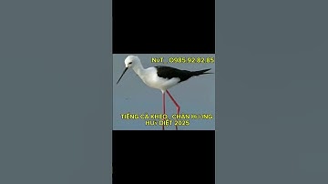 NvT _ TIẾNG CÀ KHEO , CHÂN HƯƠNG HUỶ DIỆT 2025 #tiengchimdem #birds #cakheo #chanhuong #nvt