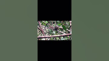 Tupai di Hutan Kalimantan Barat Gemuk #shorts #tupai