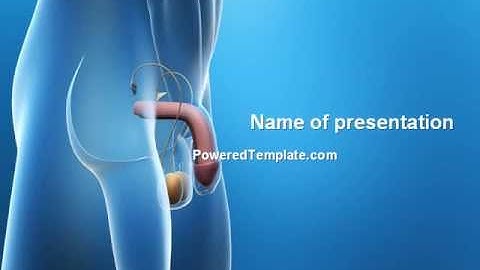Male Reproductive Organs PowerPoint Template by PoweredTemplate.com