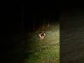 Big bucks spotted at night! #deer #nature #wildlife #fyp