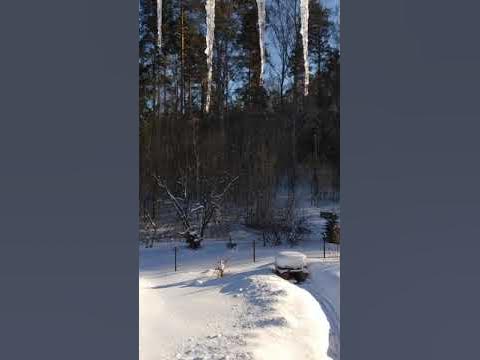 Весна! Капель! Сосульки на крыше! Солнце над лесом! Spring! Drops ...