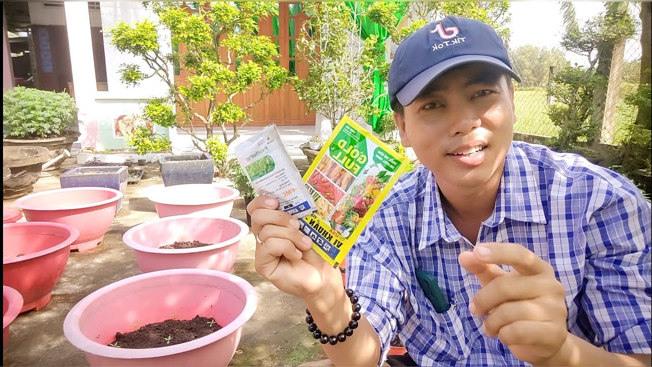 cách xài phân thuốc cho vạn thọ con - huỳnh tinh vlog 