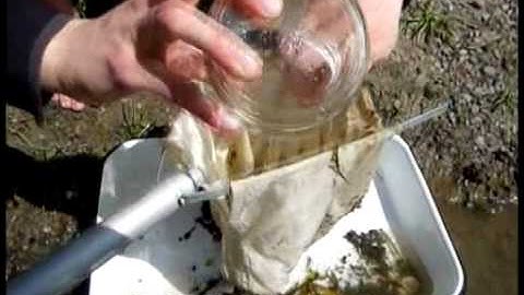 How to Make an Insect Collection: Aquatic